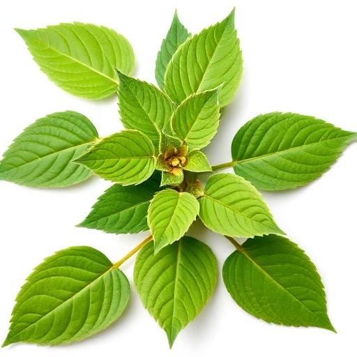 Horny Goat Weed