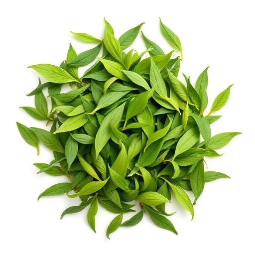 Green Tea Extract