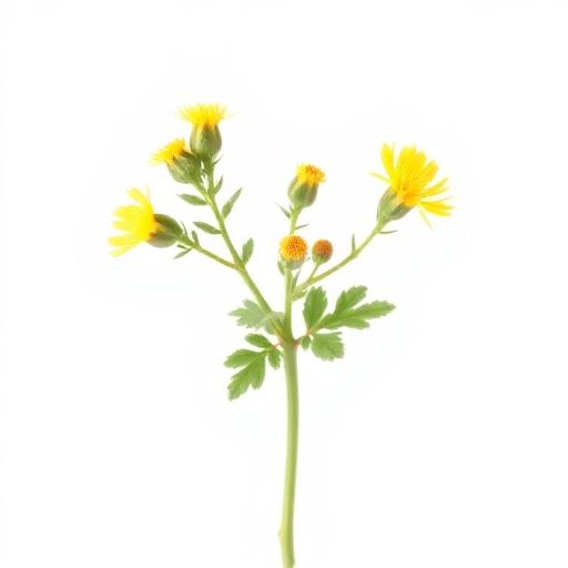 Tribulus Terrestris